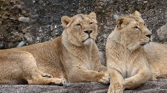 音乐短片 - Posing Cats