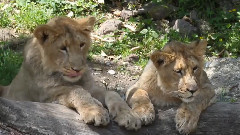 音乐短片 - Pack Of Hungry Lions In A Zoo Catching