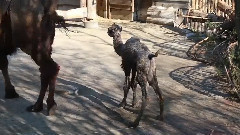 音乐短片 - Процесс доставки верблюда