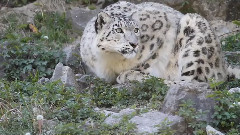 音乐短片 - Kailash der Schneeleopard ist ein Jahr alt - Zoo Zuerich