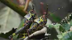 音乐短片 - Let's Get Close