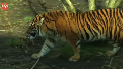 音乐短片 - Sumatran Tigers Celebrate First Birthday at London Zoo