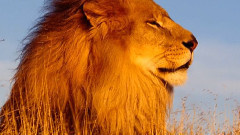 音乐短片 - Wonderful World