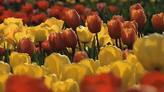 音乐短片 - 春天花园里鲜花盛开