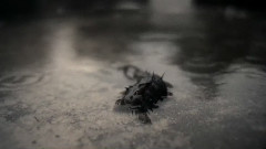 音乐短片 - Gier und Instinkt