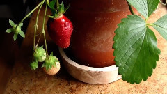 音乐短片 - Зимние фотографии