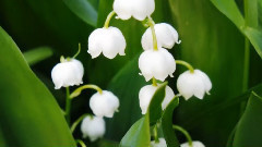 音乐短片 - PATROUX - ІНТЕРЛЮДІЯ - щаслива весна 2013!-HD