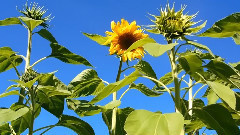 音乐短片 - 觉醒