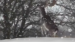 音乐短片 - Зимовий A.W.D