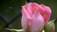 Adagio Con Amore