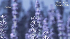 Lavender Hills