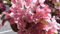 Spring Waltz