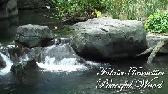 音乐短片 - Peaceful Wood