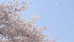 风の记忆