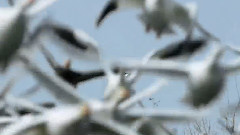 音乐短片 - 鹰姿翱翔