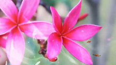 音乐短片 - 梦中的婚礼