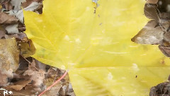 音乐短片 - 风中有朵雨做的云