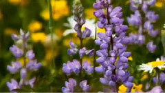 音乐短片 - Le Livre Des Secrets