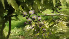 音乐短片 - 神秘园Stormy Garden