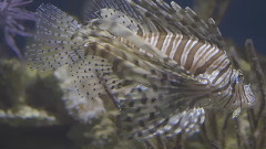 音乐短片 - Рыбки