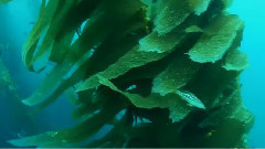 音乐短片 - 隐藏的美丽