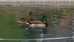 音乐短片 - 神秘园 Just The Two Of Us