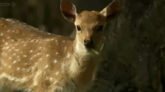 音乐短片 - 天地交响:共同家园