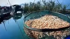 音乐短片 - 太湖美