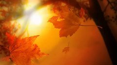 欧美群星 - Autumn Da