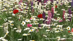 音乐短片 - Relaxing Flute