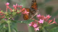 音乐短片 - 花伴芳华