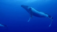 音乐短片,欧美群星 - Light Tangency