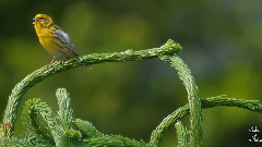 音乐短片 - Tears Of Love