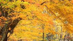 音乐短片,风景 - Golden Autumn