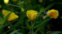 音乐短片 - I Love You