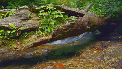 音乐短片,欧美群星 - Forest Brook