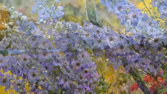 音乐短片 - Ladies in Lavender