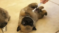 音乐短片 - Pug Puppies Get Belly Rub With Toothbrush