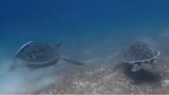 欧美群星,音乐短片 - Sunrise