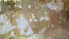 音乐短片 - Memoirs