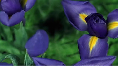 音乐短片 - 花的生命