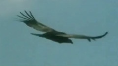 轻音乐 - Eagles Flight