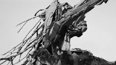 Chief - Black Sparrow