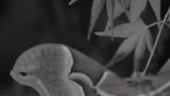 模仿翻唱 - 飞蛾扑火