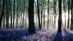 轻音乐 - Spring Morning