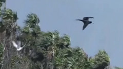 Free As A Bird