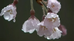 轻音乐 - 樱花