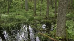 穿过树阴