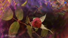 Waltz Of Roses,Waltz Of Love