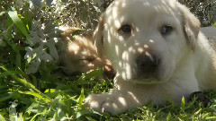 Yellow Labs Are Invisible In Camouflage